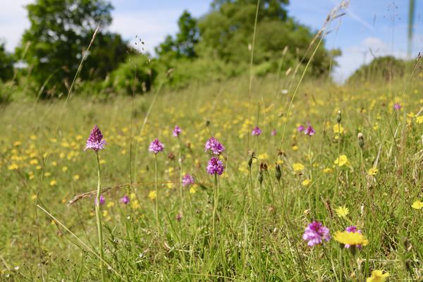 Pyramidal orchids growing in a meadow among other flower species