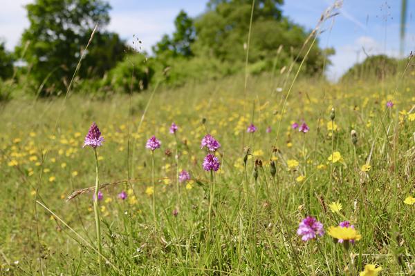 pyramidal orchids Pyramidal orchids growing in a meadow among other flower species