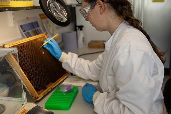 jennifer chennells sampling larvae from a comb oxford bee lab