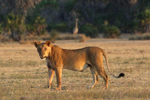 nyerere female lion standing in profile