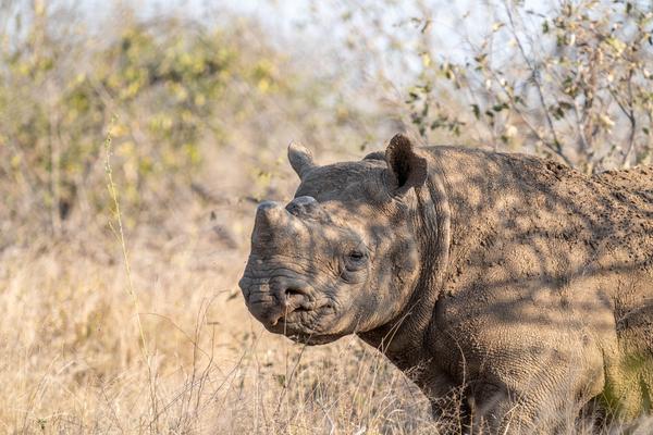 rhino