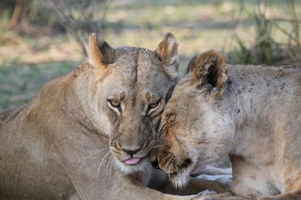 Two adolescent male lions allogrooming
