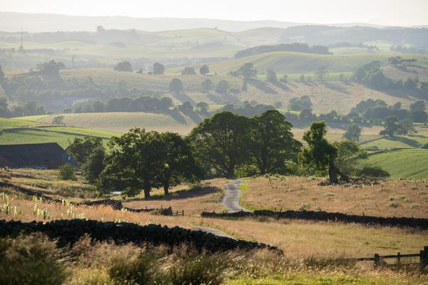 Broughton landscape Rolling hills with a group of trees in the middle distance