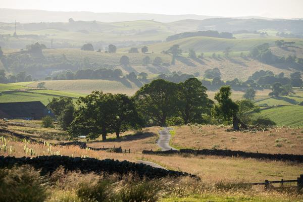 Rolling hills with a group of trees in the middle distance