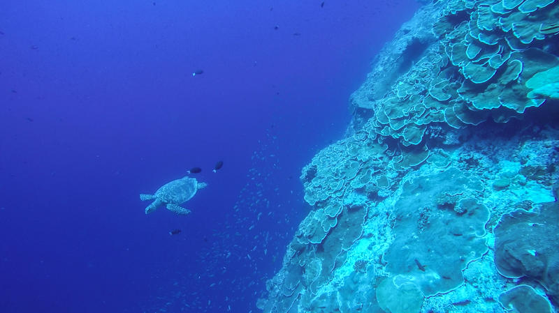 Turtle glides over deep reef in seychelles