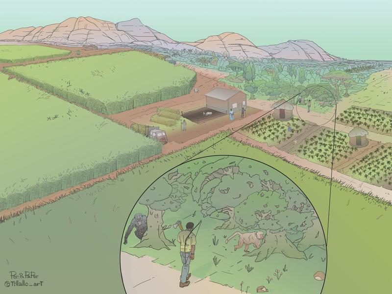 Illustration of the Budongo landscape in Uganda
