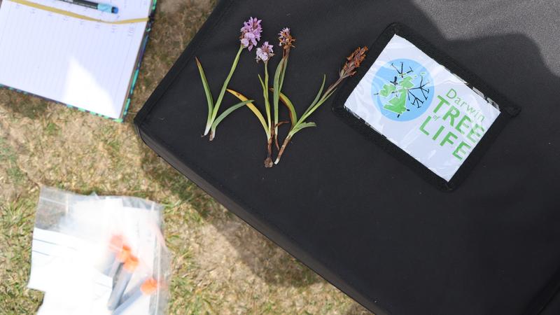 dactylorhiza maculata