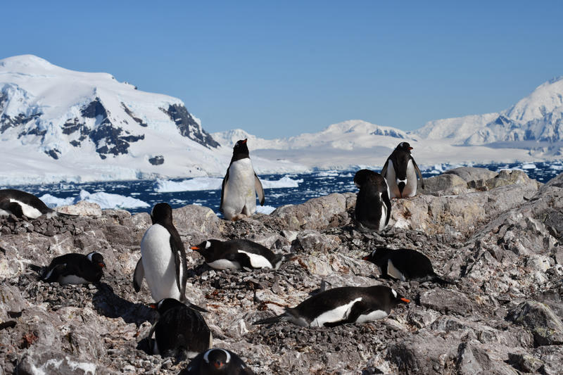 Gentoo colony in an icy landscape. An egg is visible at one of the nests. 