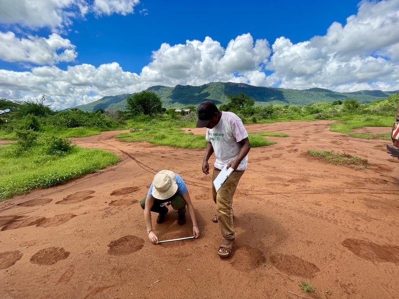 Elephant footprint tracking in Sagalla