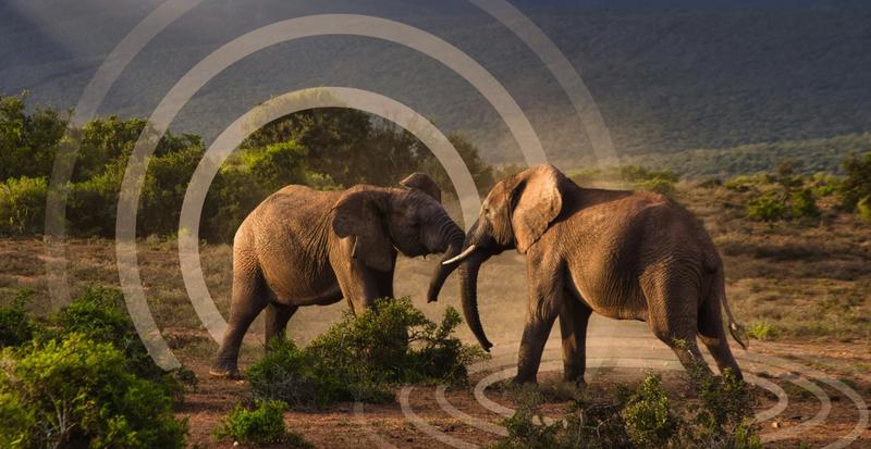 elephant rumbles