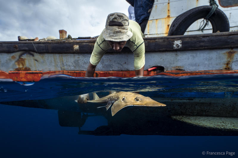 wedgefish release KUL A fisher carefully releases a Critically Endangered wedgefish