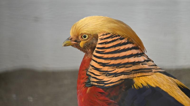 golden pheasant