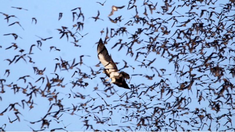 A Swainson's hawk in flight behind a swarm of bats. The sky is blue