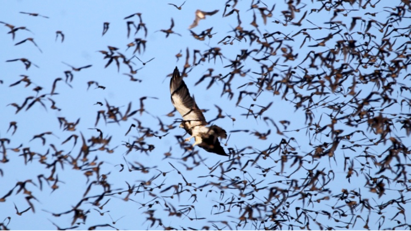 Hawkcapture A Swainson's hawk in flight behind a swarm of bats. The sky is blue