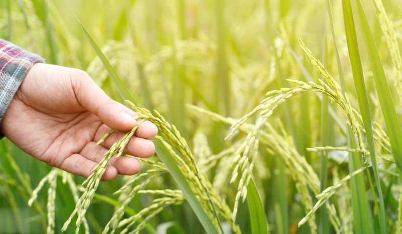 Person holding a wheat sheaf in a field