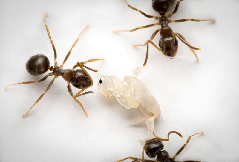A group of Lasius ants beginning the process of 'destructive disinfection'
