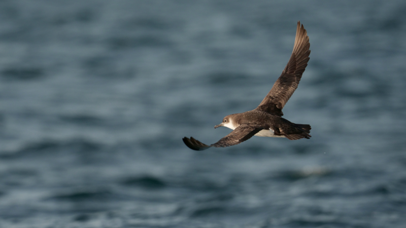manx shearwater flying low over water