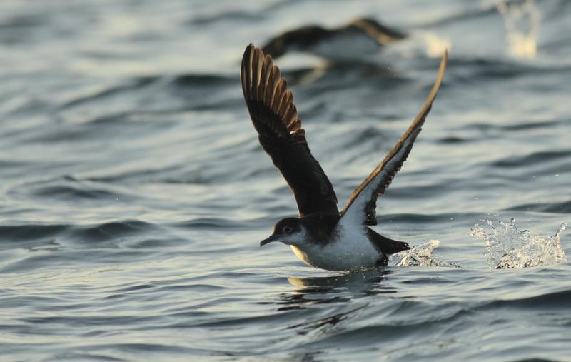 manx shearwater flying low over water