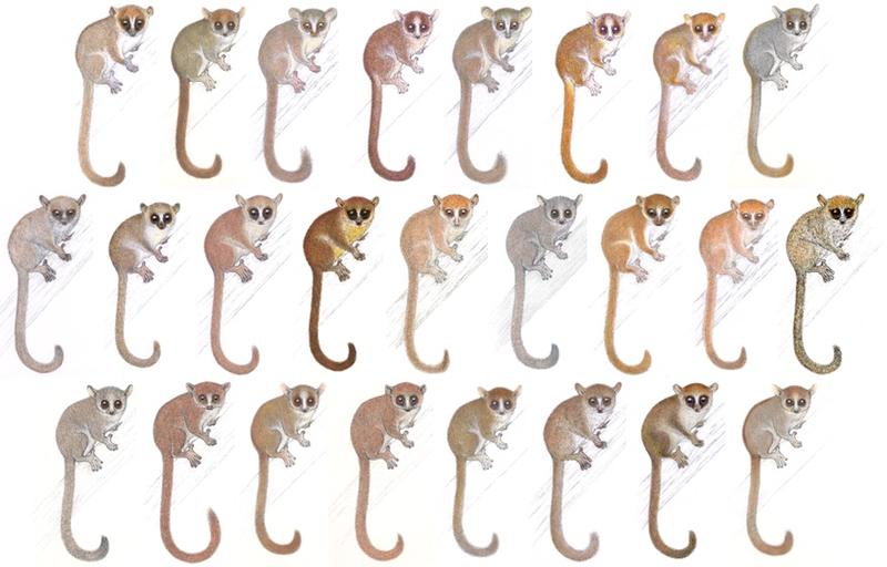 mouse lemur figure