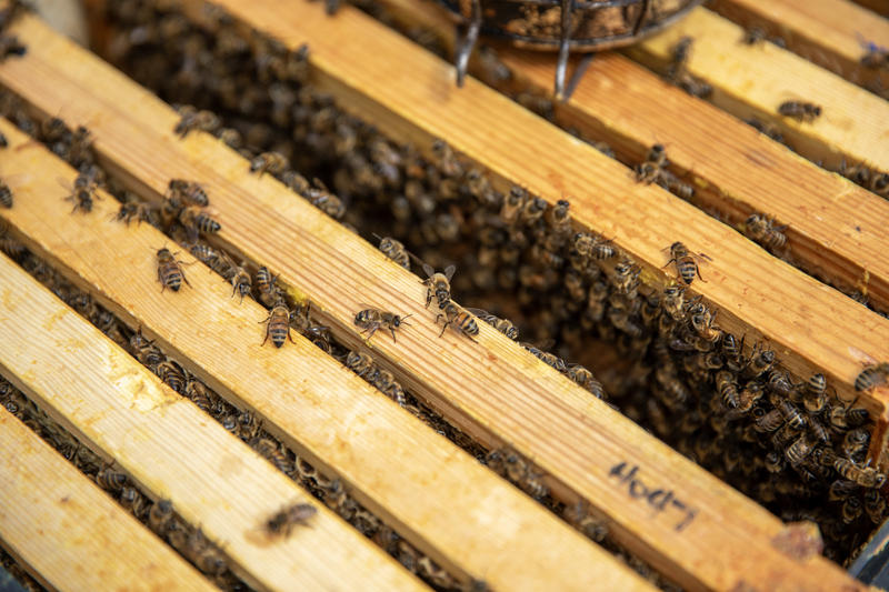 one of the Oxford Bee Lab's hives with many bees crawling on it