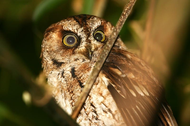 São Tomé scops owl or Otus hartlaubi named after Karel Johan Gustav Hartlaub who was a German academic and explorer. Photo by Ricardo Rocha