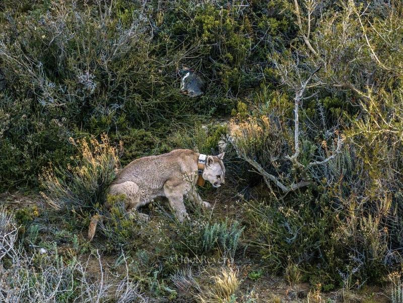 An adult puma leaving the penguin nesting area, and a penguin lies dead behind it