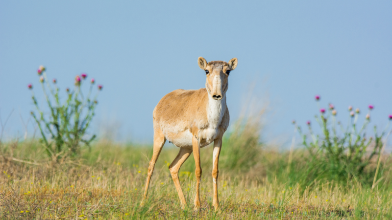 saiga stands looking at camera, with shrubbery out of focus in the background