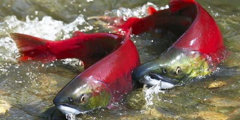 Two adult sockeye salmon out of the water