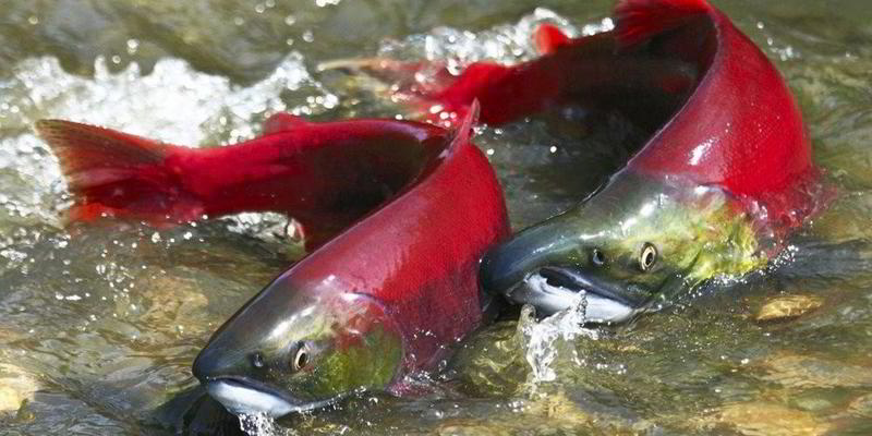 Salmon vinton Two adult sockeye salmon out of the water