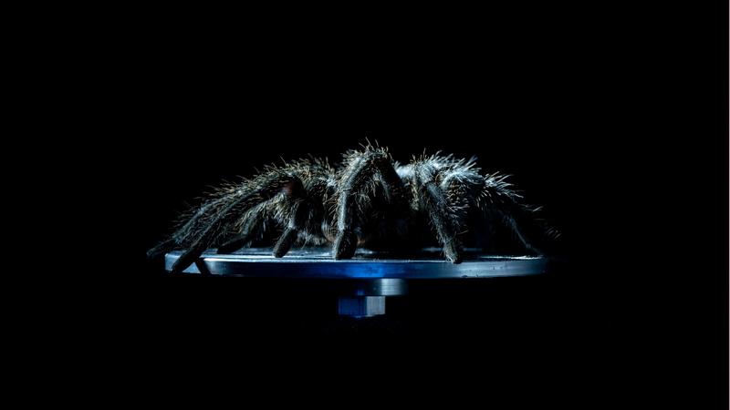 spider on a metal plate