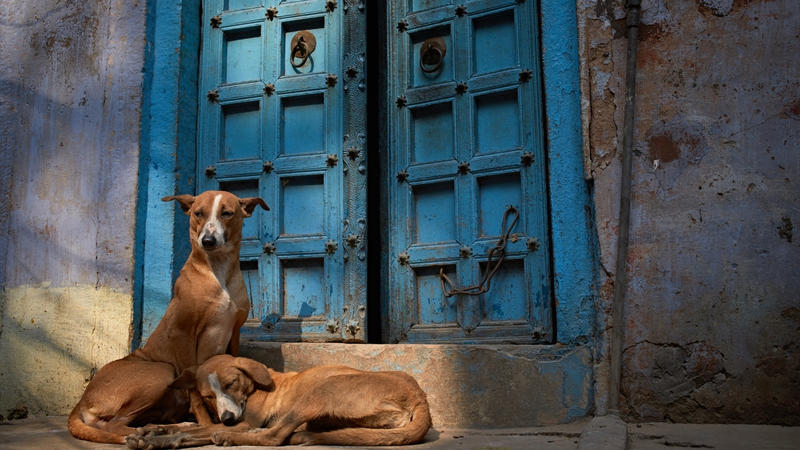 Stray dogs resting by a door in Varanasi India
