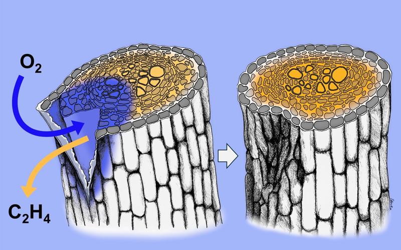 diagram of gas movement through the wound of a plant stem, with O2 moving in and C2H4 moving out