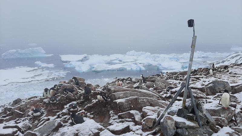 Timelapse monitoring camera trap overlooking a mixed Chinstrap and Gentoo penguin colony. In the background, icebergs and sea-ice.