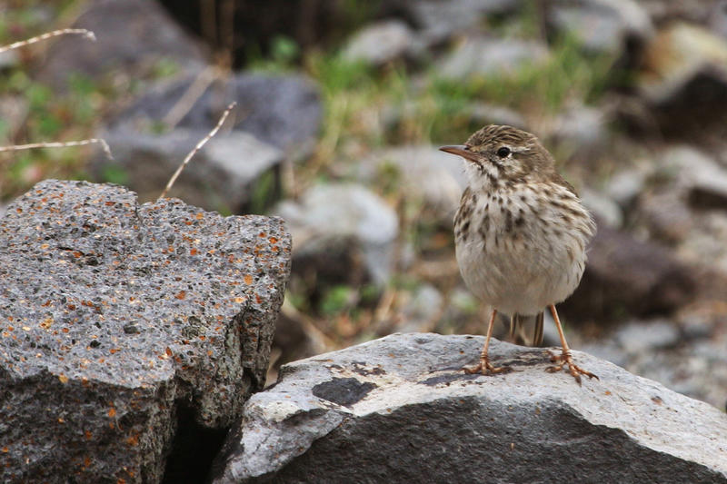 berthelots pipit anthus berthelotii madeirensis