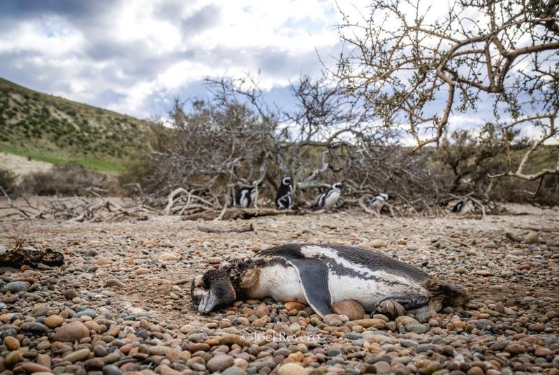 A Magellanic penguin carcass showing signs of predation by puma