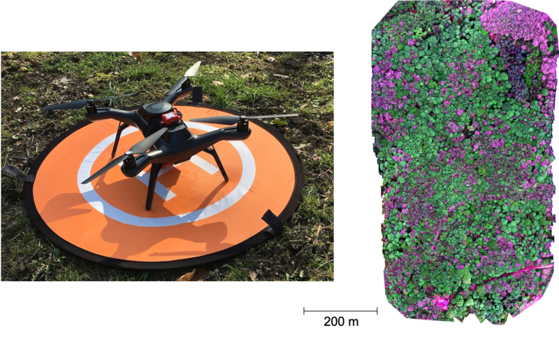 A two-panel image showing a drone and an example of the processed image of a forest canopy as taken from the drone-mounted camera