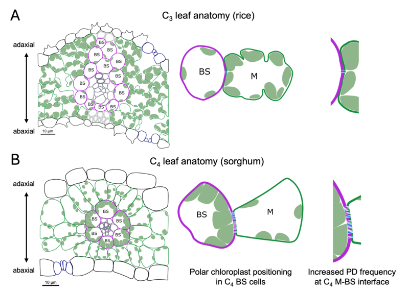 figure showing C3 vs C4 plants