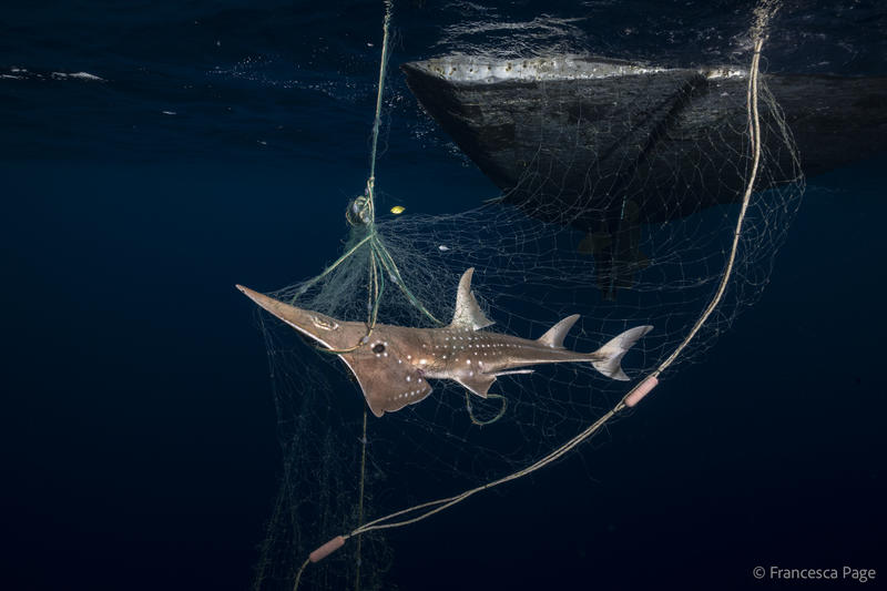 wedgefish in fishing net KUL wedgefish in fishing net