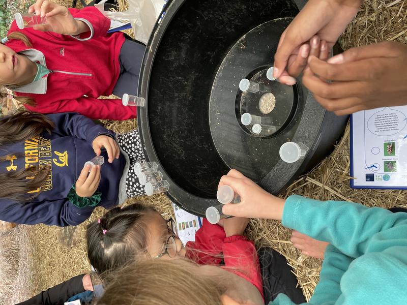 Primary students looking at insects in jars after catching them