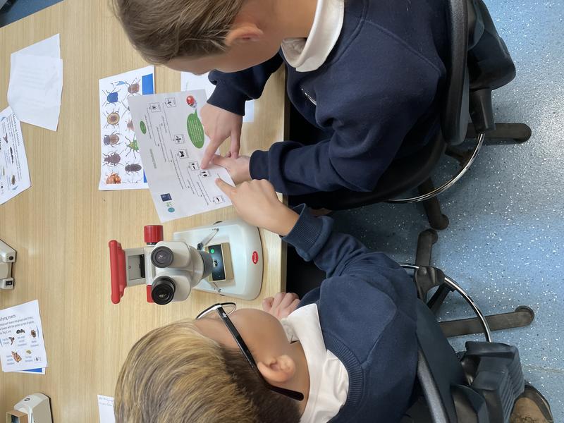 Img Students identifying bugs using an ID card and microscope