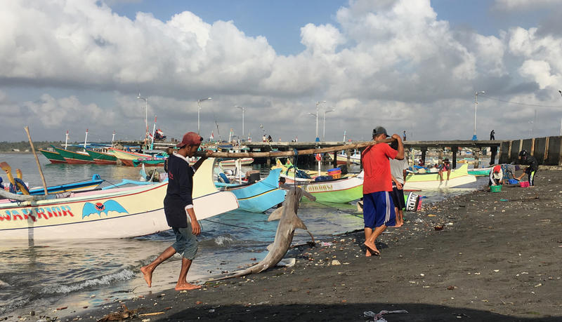 Two fishermen bringing in a large hammerhead shark caught during a fishing trip