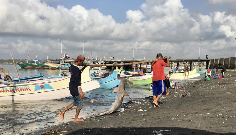 a hammerhead shark hangs from a stick held by two people walking up a beach, with fishing boats in the background