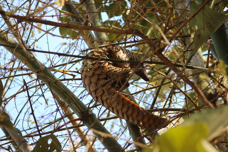 Pangolin climbing a tree