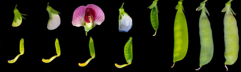 pea flower development