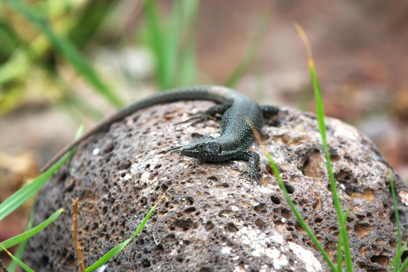 madeiran wall lizard teira dugesii