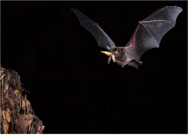 mustached bat flying with prey