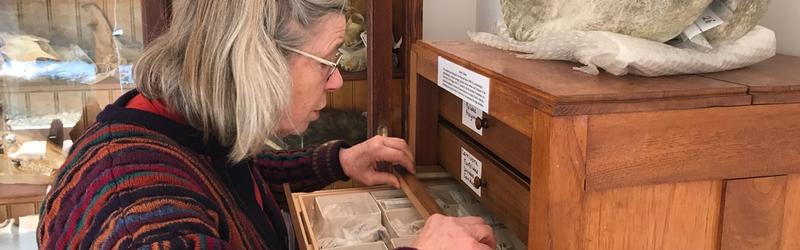 Picture1 Caroline Pond investigates samples from her collection in a drawer