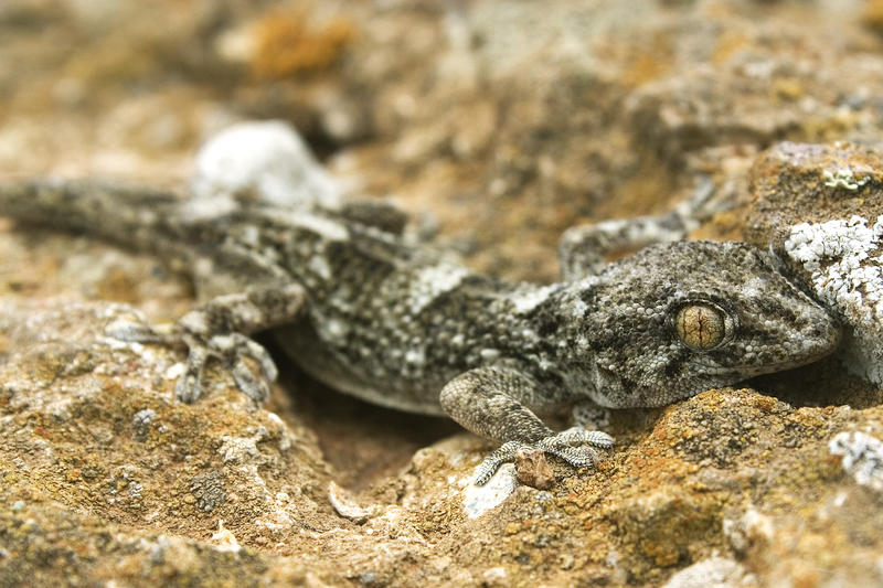 tarentola boettgeri, a reptile restricted to the selvagens and canary islands