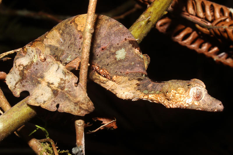 uroplatus phantasticus, a reptile that looks like a dry leaf