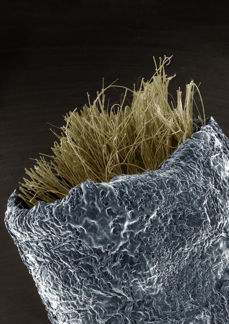 Newrotex technology: spider silk sheath and fibres at a microscopic scale